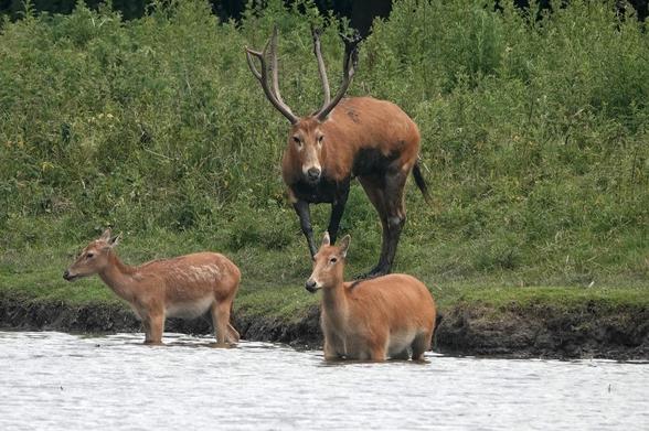 Ik bracht een bezoek aan Natuurpark Lelystad. Tijdens mijn wandeling door het park zie ik otters, een wisent, een Prezwalskipaard, Exmoor pony's, Pater Davidsherten, wilde zwijnen en biggen en wilde zwanen. Meer lees je in deze blog. 👇⁠

https://jtravelblog.nl/natuurpark-lelystad/

#natuurparklelystad #lelystad