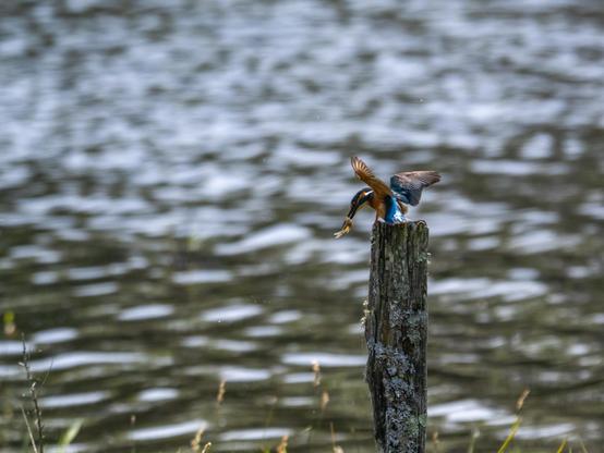 Un martin-pêcheur sur un piquet de bois, en bordure d'étang. L'oiseau bleu et orange a les ailes écartées comme s'il venait d'atterrir ou cherchait à garder son équilibre. Dans son long bec fin, il tient un petit poisson qui se tortille pour s'échapper.