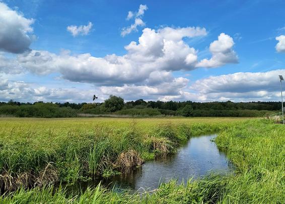 A landscape in a wetland in the north of Berlin. A stream meanders through a lush green meadow in the foreground. On the horizon, the edge of the forest can be seen in dark green under a blue sky with a few white clouds. In front of it, a large bird flies with its wings outstretched.

Eine Landschaft in einem Feuchtgebiet im Norden Berlins.. Durch eine saftig-grüne Wiese mäandert im Vordergrund ein Bach. Am Horizont ist dunkelgrün der Waldrand unter einem blauen Himmel mit einigen weißen Wolken zu sehen. Davor  fliegt  ein großer Vogel mit ausgebreiteten Flügeln.