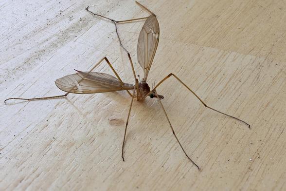Original image of a Macro Giant Western Crane Fly using the Canon EF-S 60mm Macro Lens