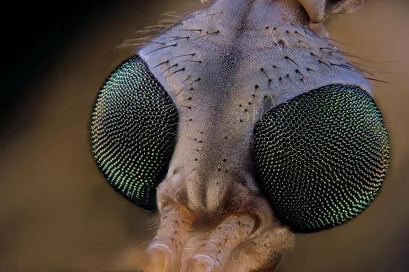 Focus Stacked 4X Macro Giant Western Crane Fly