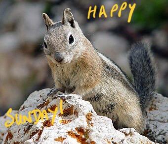 Picture a Japanese squirrel sitting on a a white rock with rust coloured lichen on it. 

The caption reads: “Happy Sunday!” 

Credit DDG find.
