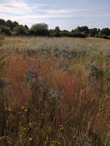 A wild meadow with yellow flowers (hawk's beard) in the foreground. Vetch has climbed up the grass as far as the eye can see with its pretty purple flowers. In the distance are bushes and trees.

---
Eine Wildwiese mit gelben Blüten im Vordergrund. Im Rest der Wiese sind Wicken am Gras hochgeklettert und zeigen ihre lila Blüten. Im Hintergrund sieht man Büsche und Bäume.