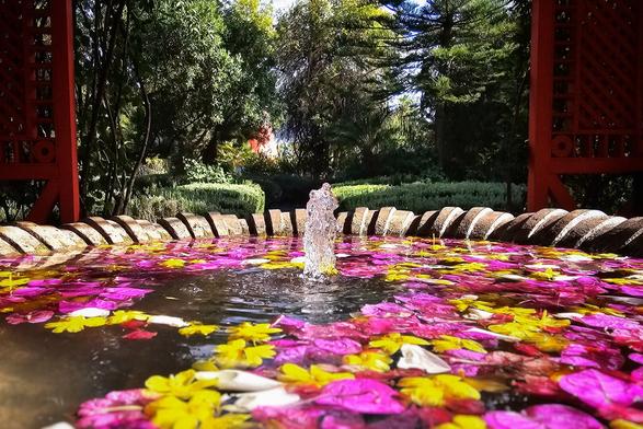 A vibrant garden scene featuring a fountain filled with water and covered in numerous bright pink and yellow flower petals. The water in the centre of the fountain is a clear, sparkling plume. Behind the fountain, lush green trees and manicured hedges are visible under bright sunlight, framed by a reddish-brown archway on either side.