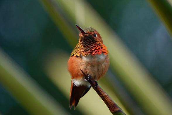 A colorful male Allen’s hummingbird perched on a branch, showcasing vibrant orange and green plumage against a blurred green background.