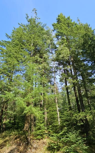 A view up into pine trees against a blue sky.