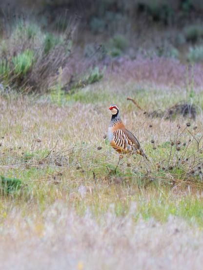 𝗣𝗶𝗰𝘁𝘂𝗿𝗲 𝗗𝗲𝘀𝗰𝗿𝗶𝗽𝘁𝗶𝗼𝗻 (𝗘𝗻𝗴): Red-legged partridge, with its whole body upright, perhaps keeping watch, in an uncultivated field full of wild herbs and rosemary and thyme bushes.

𝗗𝗲𝘀𝗰𝗿𝗶𝗽𝗰𝗶𝗼́𝗻 (𝗘𝘀𝗽): Perdiz roja, con todo su cuerpo erguido, quizá observando, en un campo baldío lleno de plantas herbáceas silvestres y arbustos de romero y tomillo.

Camara Panasonic Lumix G90/G95
Objetivo Panasonic 100-300 ƒ3.5-5.6 II
Datos Exif: Modo Manual, ƒ5.6, 1/800s, ISO 3200, 600mm equivalente