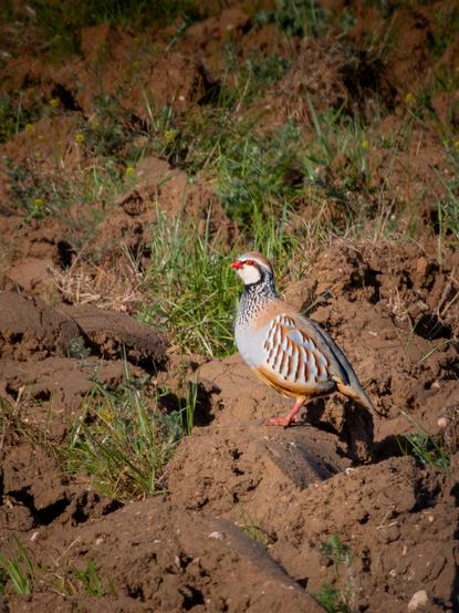 𝗣𝗶𝗰𝘁𝘂𝗿𝗲 𝗗𝗲𝘀𝗰𝗿𝗶𝗽𝘁𝗶𝗼𝗻 (𝗘𝗻𝗴): Red-legged partridge on a clod of land in a fallow field that still has some wild grass.

𝗗𝗲𝘀𝗰𝗿𝗶𝗽𝗰𝗶𝗼́𝗻 (𝗘𝘀𝗽): Perdiz roja sobre un terrón de tierra en un barbecho que aún conserva algo de hierba silvestre.

Camara Panasonic Lumix G90/G95
Objetivo Panasonic 100-300 ƒ3.5-5.6 II
Datos Exif: Modo Manual, ƒ14, 1/640s, ISO 1600, 600mm equivalente