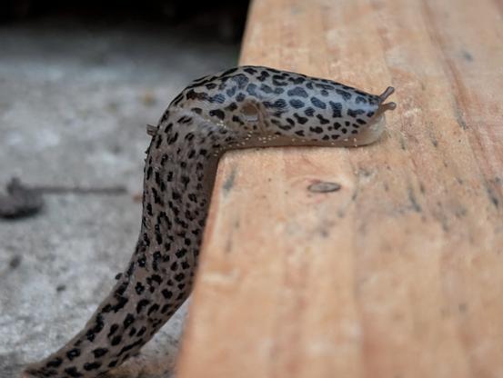Eine große Nacktschnecke mit Panthermuster überwindet eine Treppenstufe. Das Atemloch am hinteren Teil des Kopfes ist gut sichtbar.