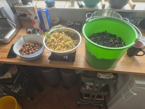 Van links naar rechts een kleine kom met kruisbessen, een grote beslagkom met witte bessen en een grote emmer met zwarte bessen. Net geplukt uit de tuin.