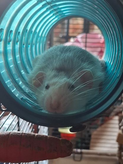 a grey and white rat in a blue plastic tube. he has spread out over the bottom of the tube.