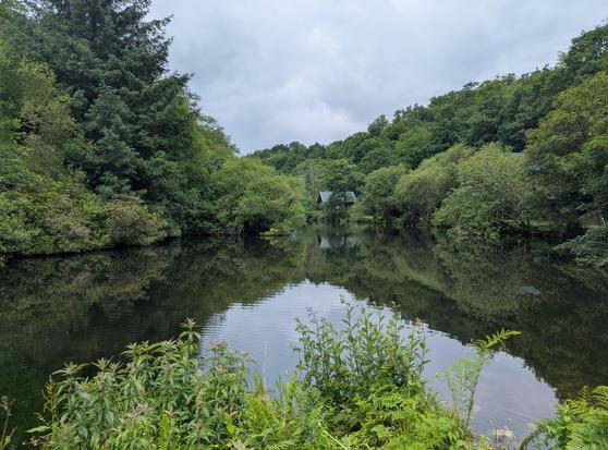 Millpond surrounded by trees