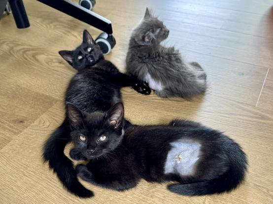 Three kittens trying to fit into a patch of sunshine. Two black, one fluffy grey. Two have visible shaved patches on their sides from the spaying operation.