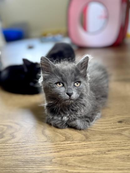 Fluffy grey kitten with her paws tucked in