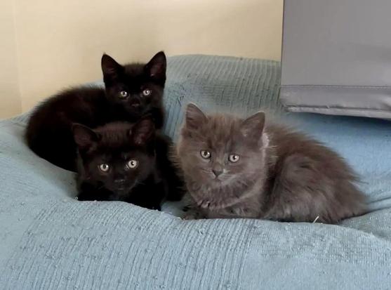 Three kittens lying on a bed. Two black, one fluffy grey.