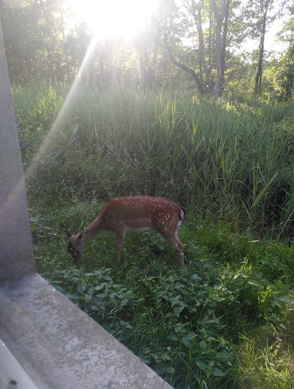 A young looking fallow deer is grazing among a lot of greenery. In the lower left corner part of a concrete window sill is visible.