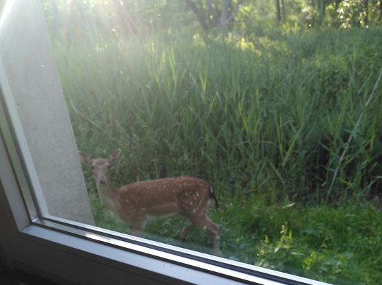 Basically the same picture, taken from a little further inside so that more of the window is visible. Also, the deer is looking very alert at the camera.