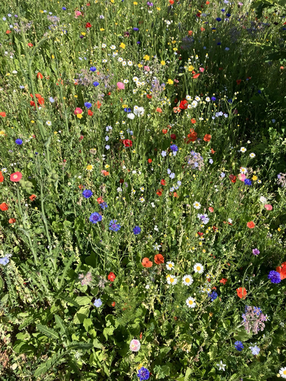 A patch of wildflowers in bloom.