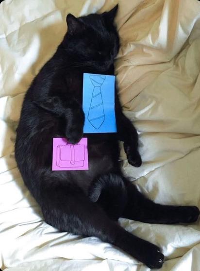 Photo of a black cat sleeping comfy on its back on a bed, except someone put post-it notes with a business tie and a briefcase drawn on it.