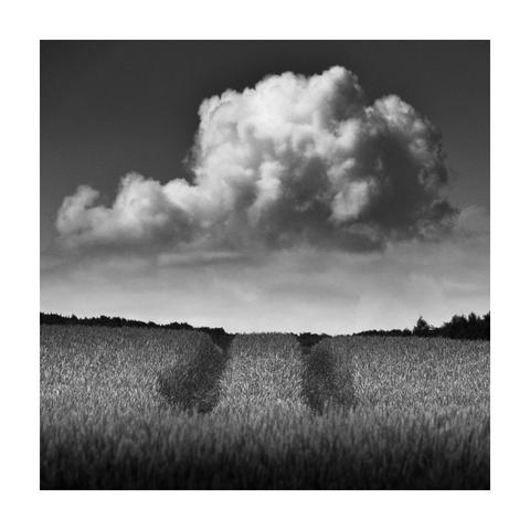 A square black-and-white photograph framed with a white border, showing a field of tall grain crops stretching toward the horizon. Two narrow tractor tracks cut through the crop, drawing the viewer’s eye into the distance. Above the field, a single large cumulus cloud dominates the sky, its soft, voluminous form rendered in rich tonal detail. The sky itself is darkened, creating strong contrast that emphasizes the texture and depth of the cloud. A thin line of distant trees separates the field from the sky.