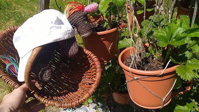 Max, das bunte Strickhorn, ist mit einem Körbchen bei den Erdbeeren unterwegs. Als Sonnenschutz trägt er eine weiße Schirmmütze wie ein Cape auf dem Rücken.