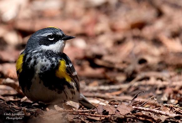 Paruline qui prend la pause dans son environnement naturel. Photographie par Cindy Cinnamon