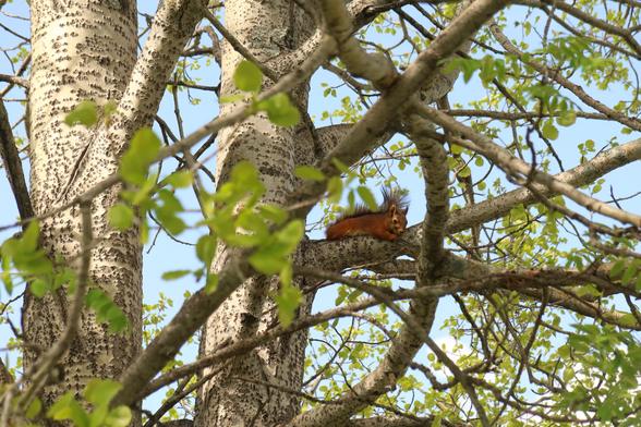 Red squirrel splooting on a branches of aspen tree, framed by aspen leafed branches, clear blue skies on the background