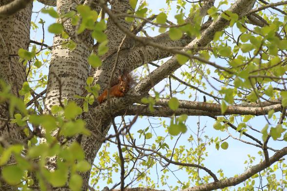 Same squirrel splooting from a slightly different angle, more en face
