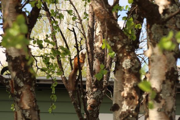 Same squirrel sitting on a  birch branch munching a nut, birch stumps on the foreground, green painted wooden house wall in the background