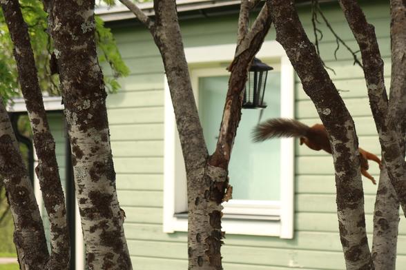Action shot of a red squirrel jumping from one rowan tree branch to another, with a back towards the camera, head down, forepaws outstretched, tail in the air, middle of the body obscured by a tree trunk. Black lantern-shaped bird feeder on the background and green wooden house wall with a window on the background