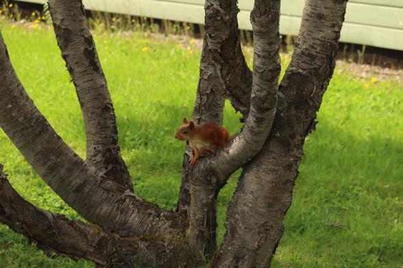 Red squirrel sitting on a branching trunk of a rowan tree, staring at the camera, grass with yellow flowers  underneath, green wooden house wall on the background