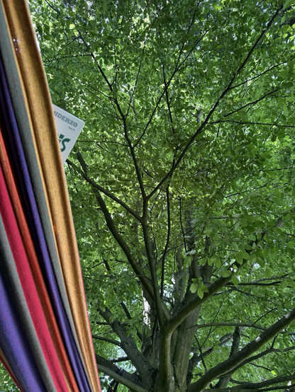 Foto liegend aus einer #Hängematte heraus in den grünen, sommerglitzernden und verzweigten Blätterhimmel unter einer Rotbuche.Links im Bild ist eine weitere buntgestreifte Hängematte zu sehen aus der die Ecke eines #Asterix Heftes hervorschaut, Sommer
