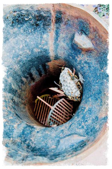 in einem eiseren Terrassenofen haben sich friedliebende "Deutsche Feldwespen" ein Nest gebaut (bereits seit mehrern Jahren)