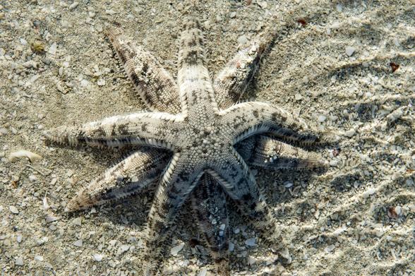 Picture of two seastars (Osteoporosis carinifera) mating