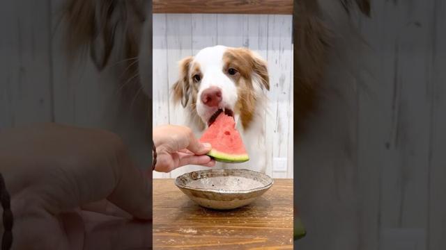 誰よりもスイカを美味しそうに食べる犬が可愛すぎる🤤🍉【ASMR】【オーストラリアンシェパード】