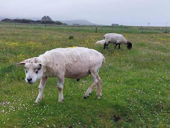 Sheep in a field. A white ram with a big head in front, two others with big black heads in the background.