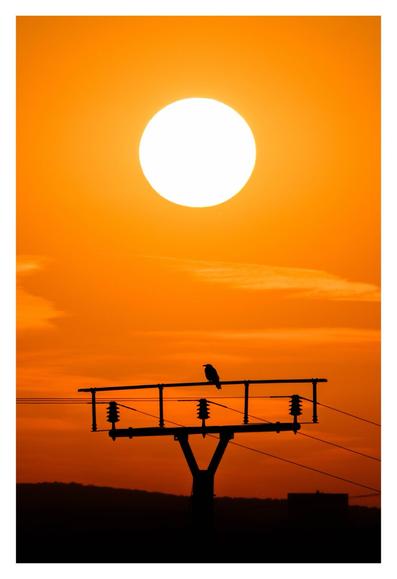 Foto im Hochformat. Teleaufnahme. Die Spitze eines Telefonmastes. Zwei Querbalken, dazwischen drei Elemente, von denen Kabel ausgehen. Darauf sitzt ein Vogel. Alles ist nur als Silhouette zu erkennen. Dahinter ist der orangefarbene Himmel mit vereinzelten Wolken. Die Sonne ist oben mittig als heller, gelber Kreis.