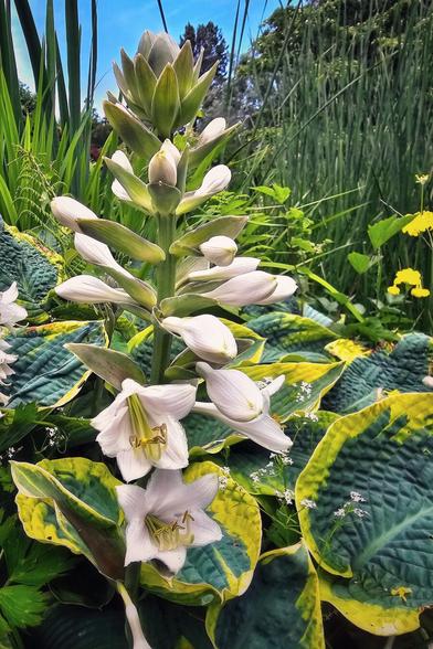A close-up, low-angle shot of a tall hosta plant with a stalk of white, bell-shaped flowers in various stages of bloom, from tight buds at the top to fully open flowers at the bottom. The hosta's large, variegated green and yellow leaves frame the bottom of the image, while lush green foliage and a bright blue sky are visible in the background.