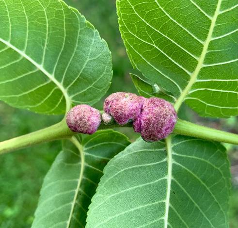 Reddish felt-looking clumps are accumulated on a black walnut leaflet.