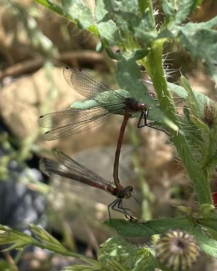 Close up of two red coloured damselflies copulating. Both are perched on a plant with the male clasping the female just behind the head with the end of his abdomen