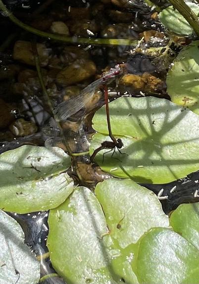 Two damselflies with the male clasping the female while she deposits eggs under the water. She is standing on a small floating leaf like a tiny lily pad while he is “standing” unsupported by anything on her.
