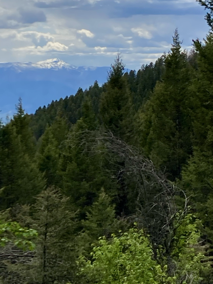A withered tree tilts amidst the smaller trees around it. Beyond, an imposing slope thick with conifer forest angles down and to the left. In the distance on the left, a massive, snow-capped peak dominates all around it beneath a stormy sky.