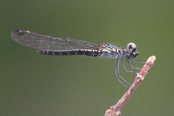 A small damselfly with a stout but short abdomen, with transparent wings that stretch back past the abdomen. The body is dark with some yellow patches. The eyes are dark. The damselfly is perched on a small slanted branch.