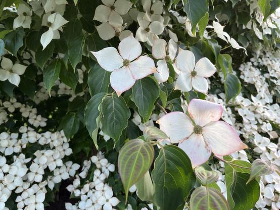 A bush full of white flowers with faint pink edges, with a few in the foreground and lots in the background