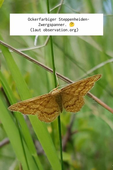 An einem Grashalm mit ausgebreiteten Flügeln ein orange-braun gemaserter Schmetterling, Text: "Ockerfarbiger Steppenheiden-Zwergspanner. *Überleg-Smiliey* (Laut observation.org)"