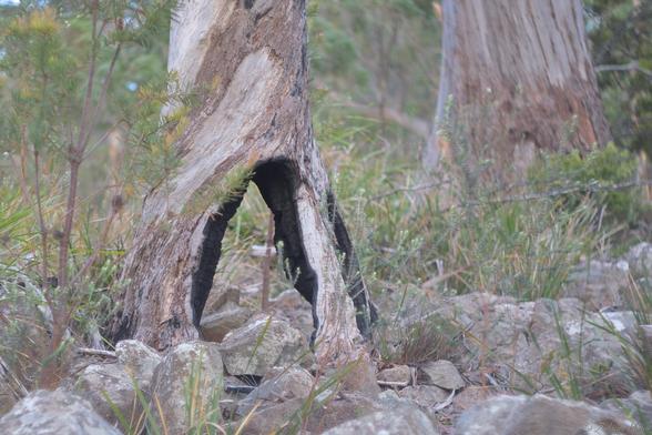 Two gum tree trunks stand offset, one to the mid left, the other behind and to the mid right.  The closer was burnt in a bushfire, a large inverted V-shaped hole through the trunk at ground level revealing a charred interior through to the forest behind.  The tree has survived, growing new bark over the dead wood.  The ground is covered in large, lichen covered stones, with small banksia bushes and swordgrass scattered about.  Very typical dry sclerophyll forest.