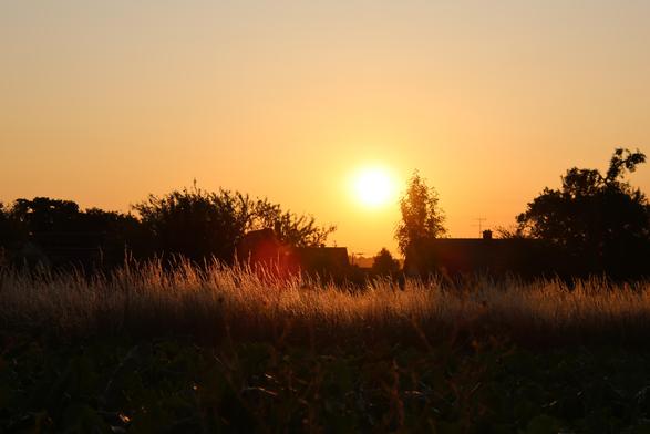Die Abendsonne am hell orange erleuchteten Himmel erleuchtet hohes Gras, welches aufleuchten. Dazwischen ist eine Baumreihe erkennbar.
Matzework