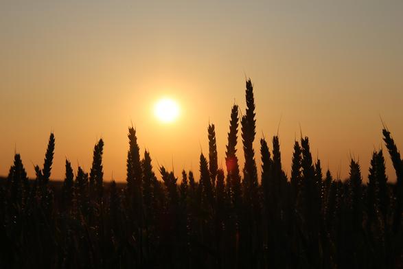 Die Abendsonne gelb-weißlich am leicht Orange gefärbten Himmel. Als Silhouette im Vordergrund die Aeren von Weizen.
Matzework