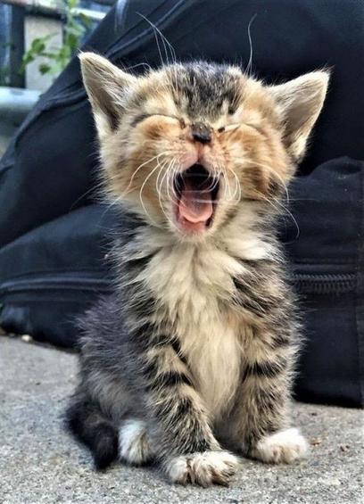 The image features a small kitten sitting on a concrete surface. The kitten has a fluffy coat with a mix of brown, black, and white fur, displaying a classic tabby pattern. Its eyes are closed, and its mouth is wide open in what appears to be a yawn or a meow. The ears are large and pointed, with tufts of fur. In the background, there is a soft focus view of dark fabric, likely a bag, and some greenery slightly visible on the left side.