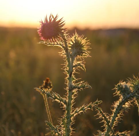 Distel mit einer Blüte und 3 weiteren Knospen im Gegenlicht der Abendsonne.
Matzework